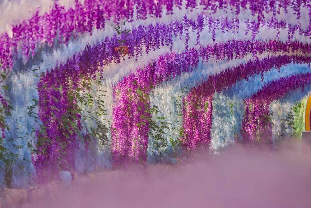 Địa điểm ngắm hoa tử đằng ở Nhật Bản