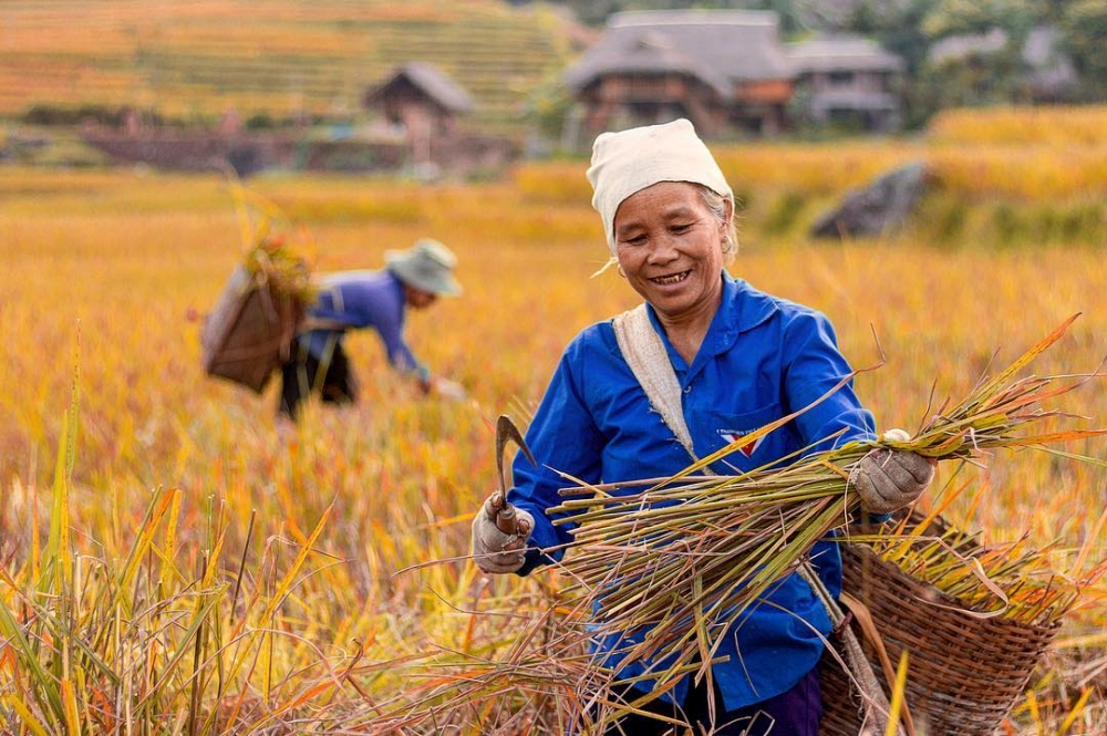 Các địa điểm ngắm lúa chín ở Pù Luông đẹp nhất là ở đâu?插图6