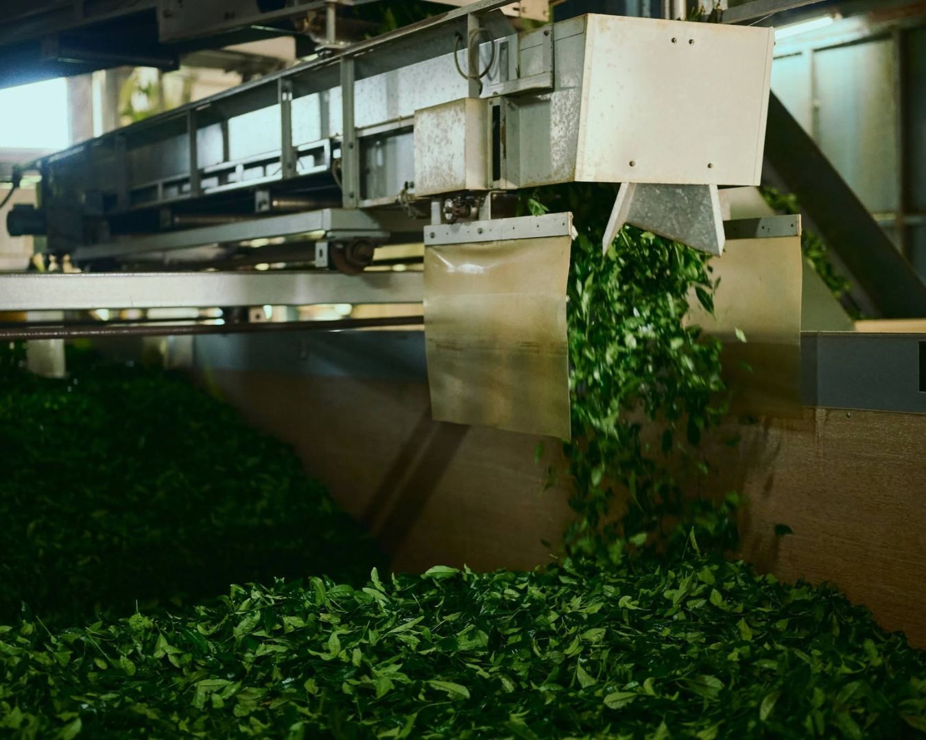 Top những quán matcha được yêu thích ở TP.HCM插图2
